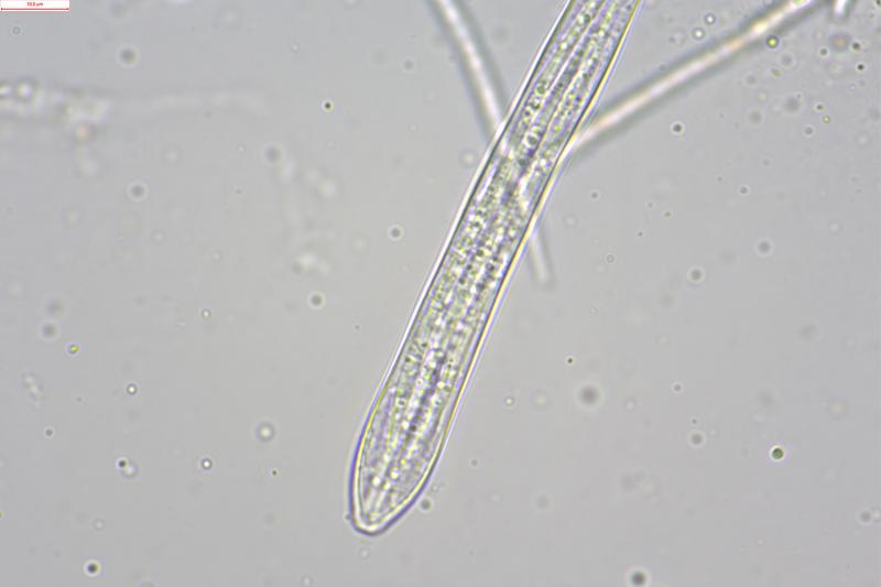 macrostoma