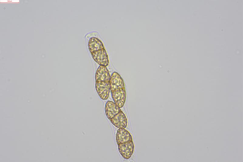 macrostoma