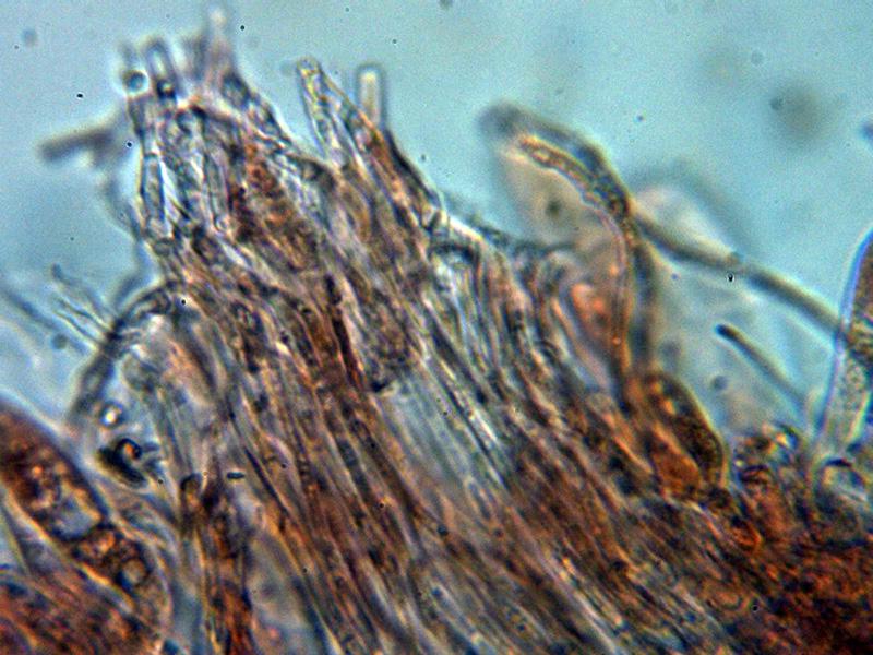 macrostoma