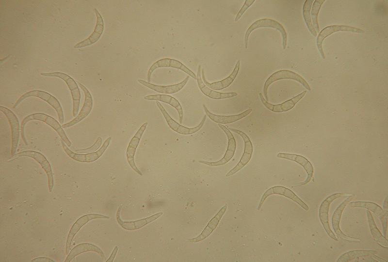 macrostoma
