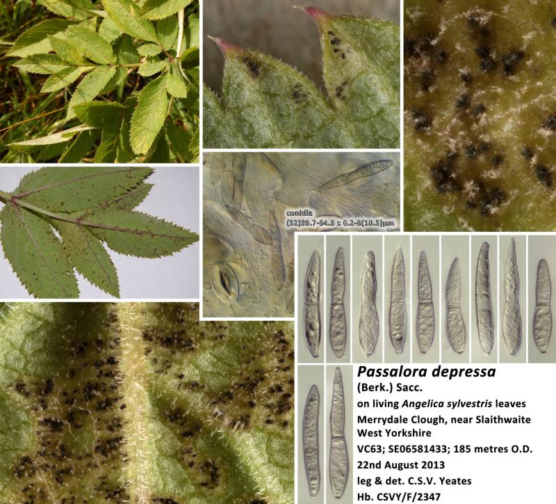 macrostoma