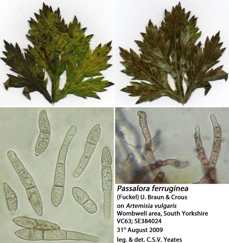 macrostoma