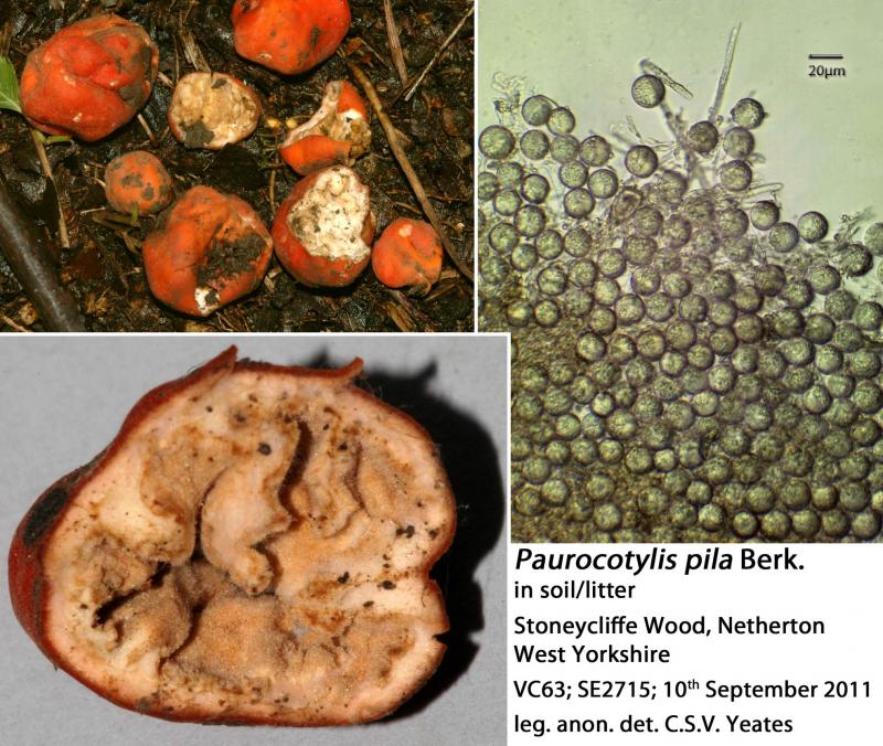 macrostoma