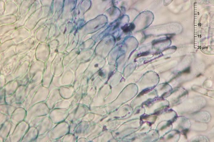 macrostoma