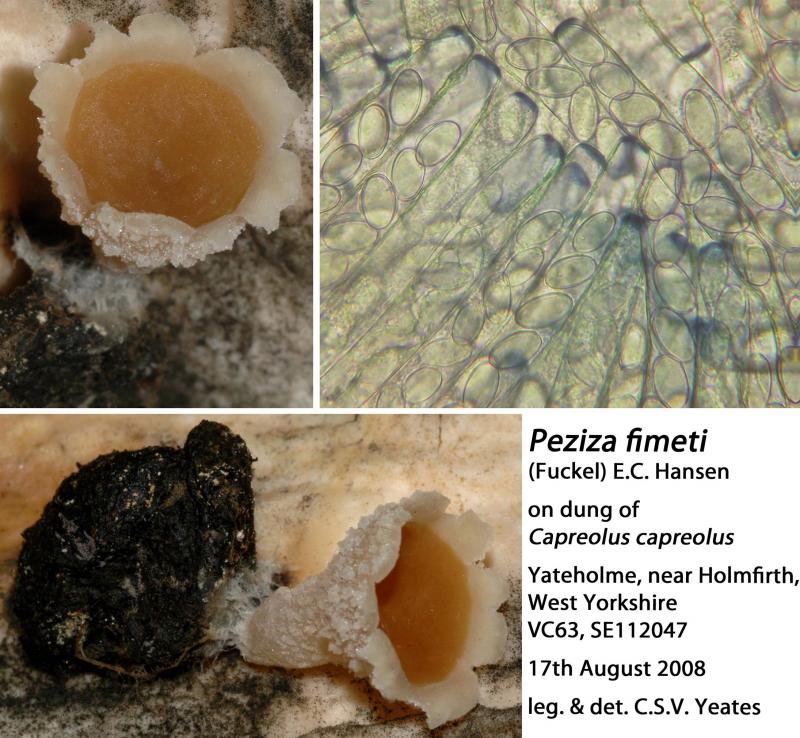macrostoma
