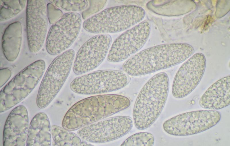 macrostoma