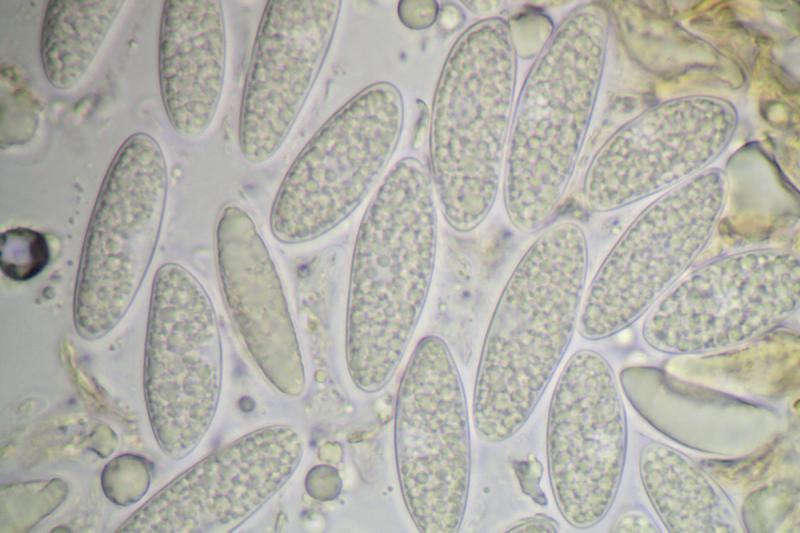 macrostoma