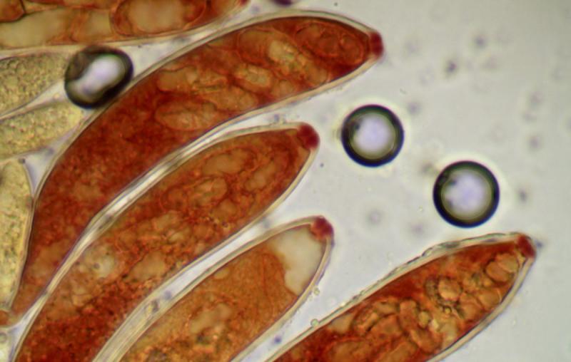 macrostoma