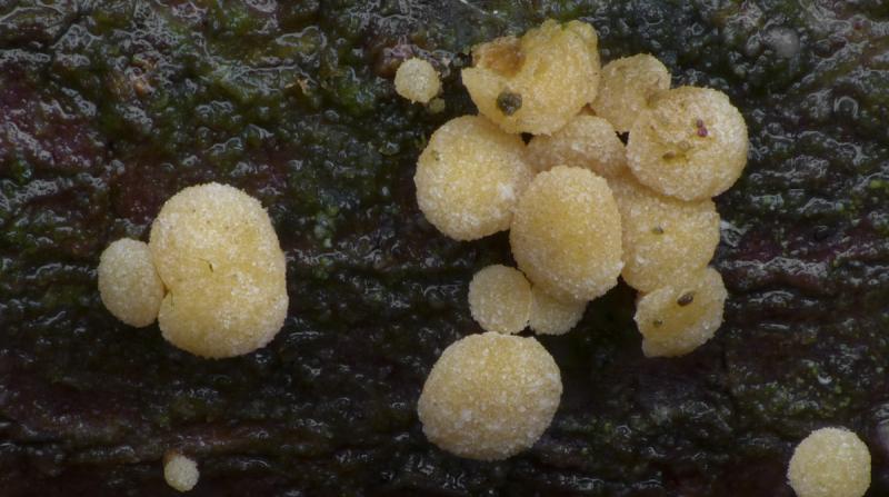 macrostoma