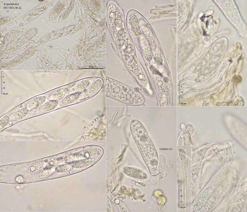 macrostoma