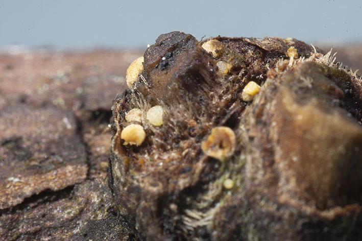 macrostoma