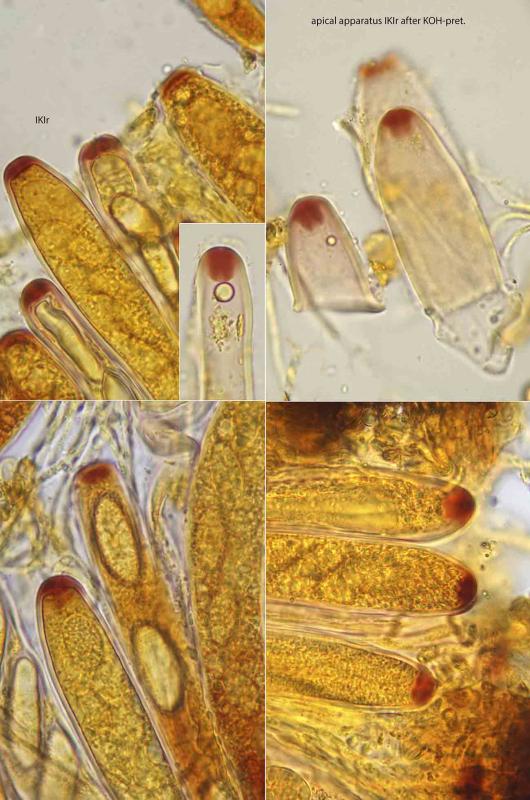 macrostoma