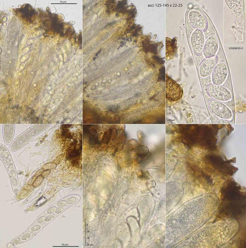 macrostoma