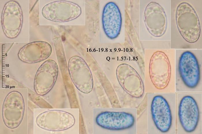 macrostoma