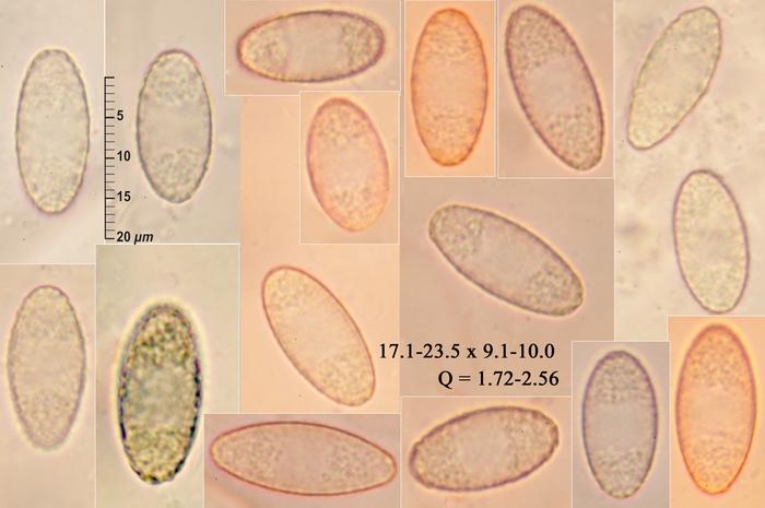 macrostoma
