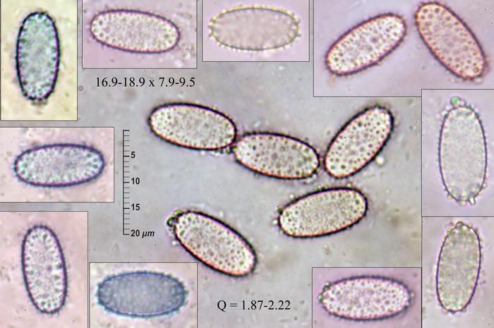 macrostoma