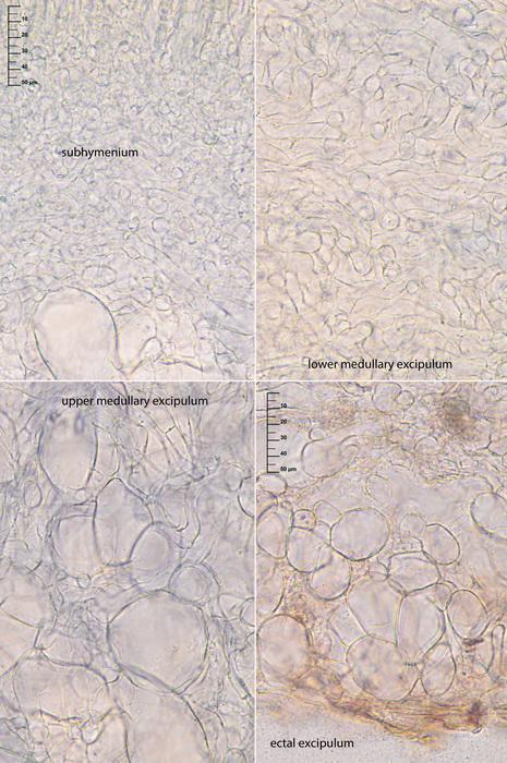 macrostoma
