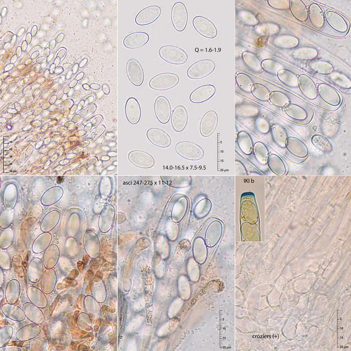 macrostoma