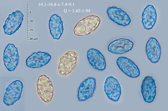 macrostoma