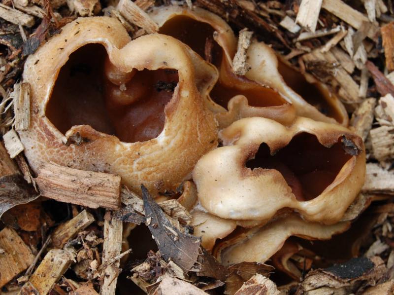 macrostoma