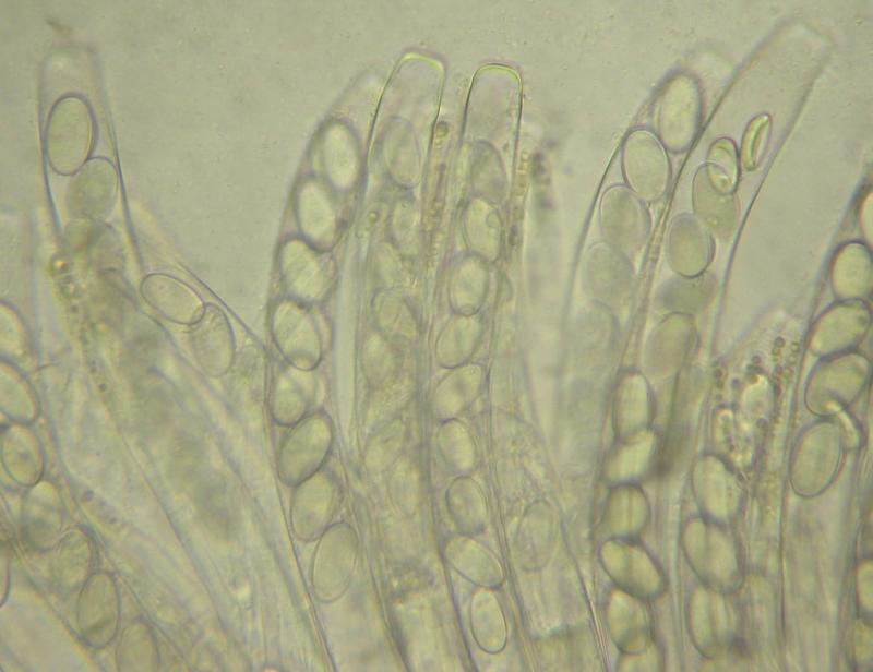 macrostoma