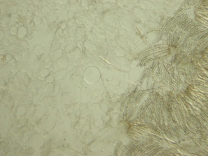 macrostoma