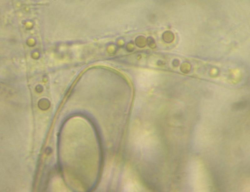 macrostoma