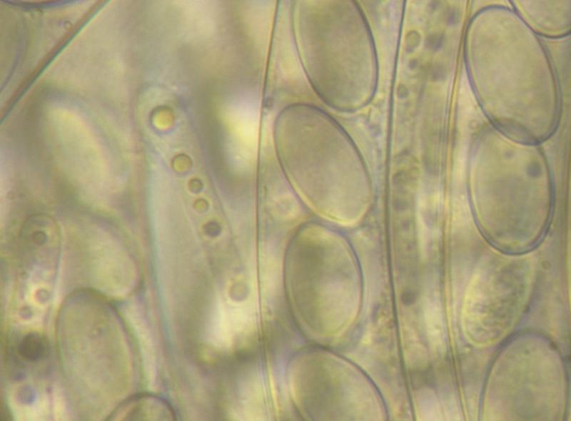 macrostoma