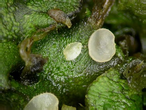 macrostoma
