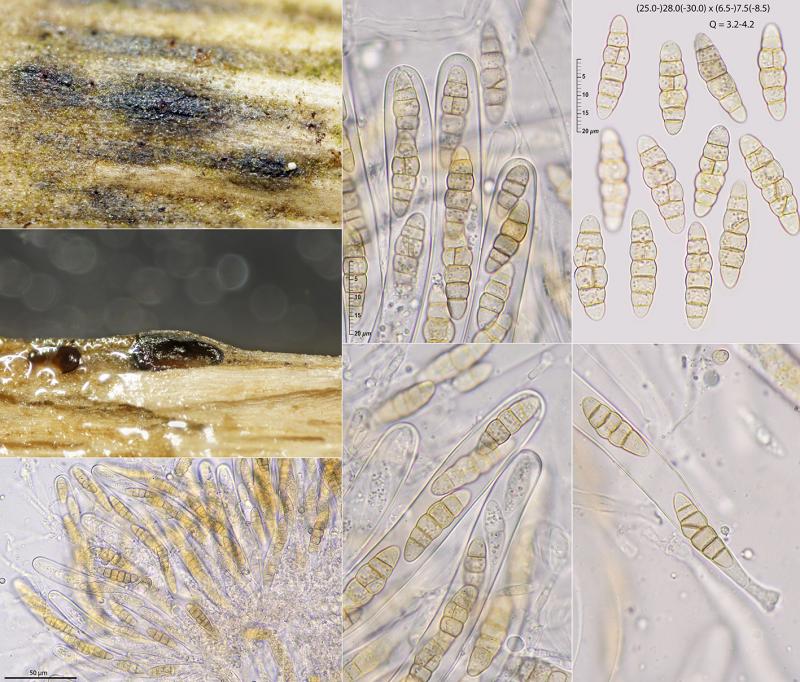 macrostoma