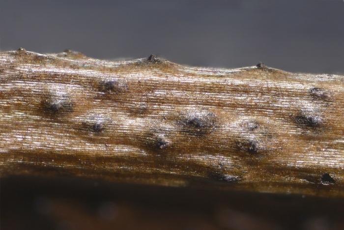 macrostoma