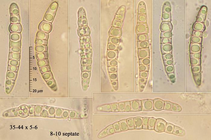 macrostoma