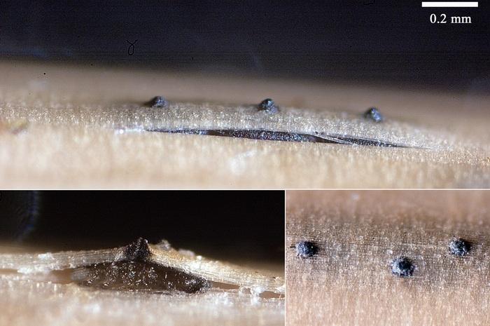 macrostoma