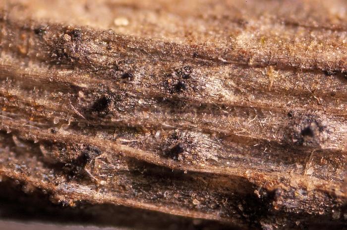 macrostoma