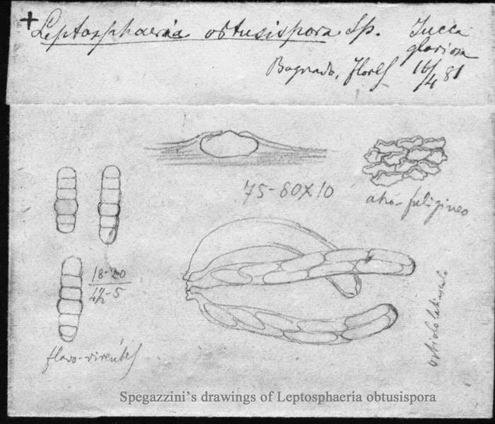 macrostoma