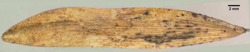 macrostoma
