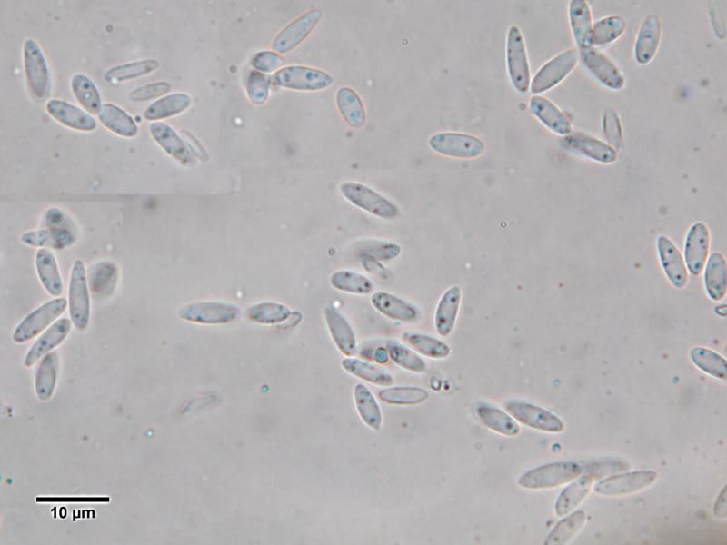 macrostoma