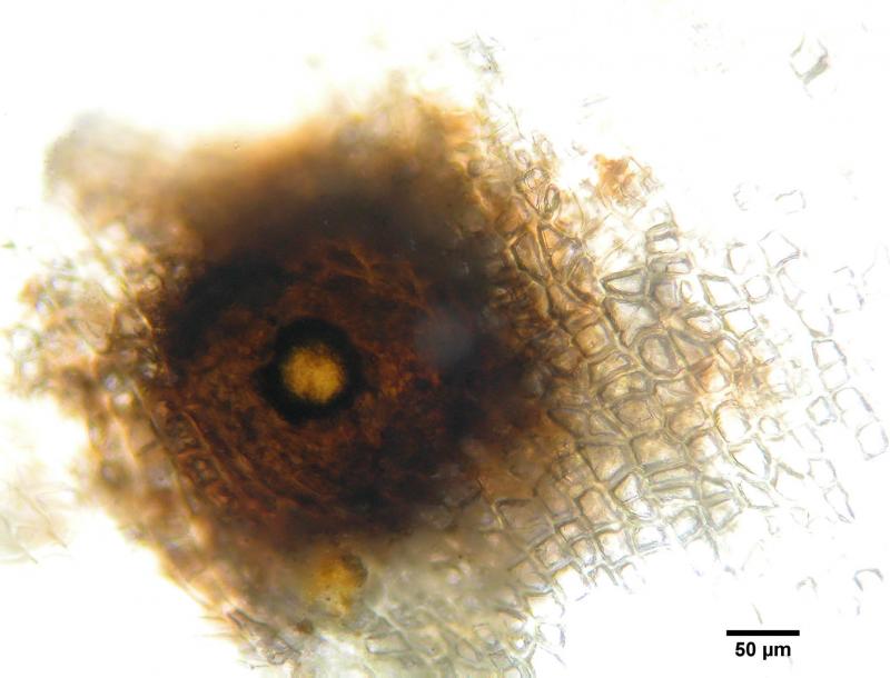 macrostoma