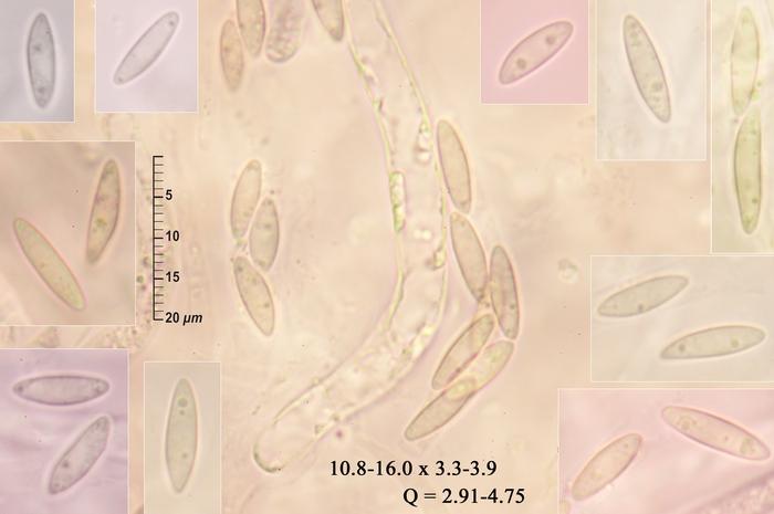 macrostoma