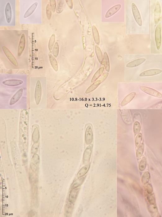 macrostoma