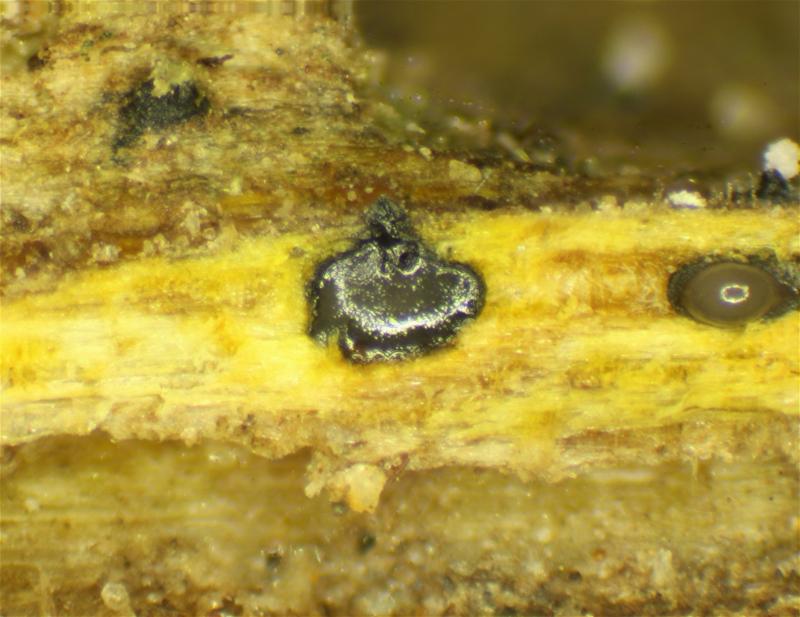 macrostoma