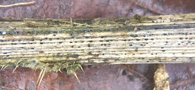 macrostoma