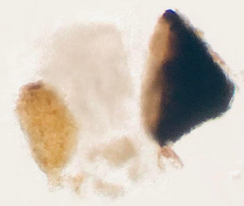 macrostoma