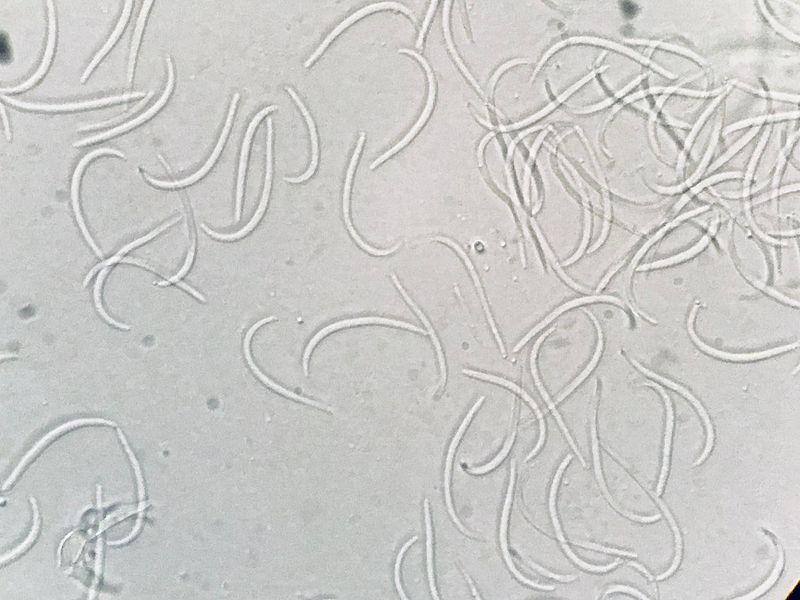 macrostoma