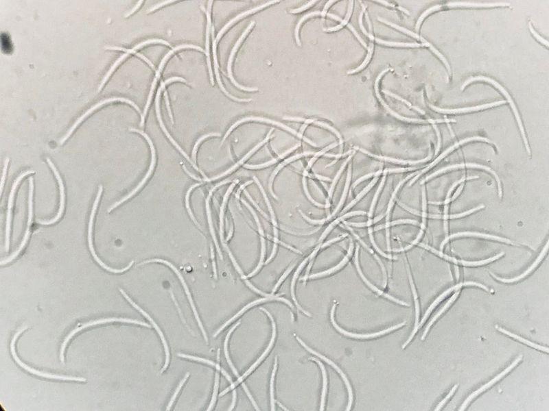 macrostoma