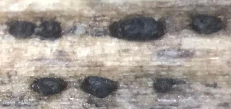 macrostoma