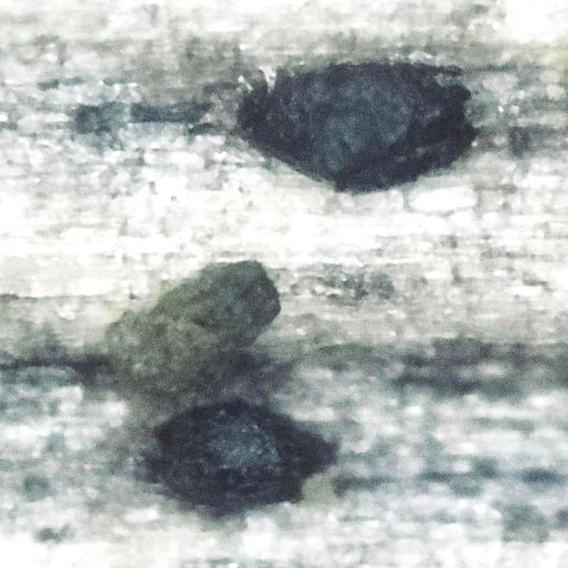 macrostoma
