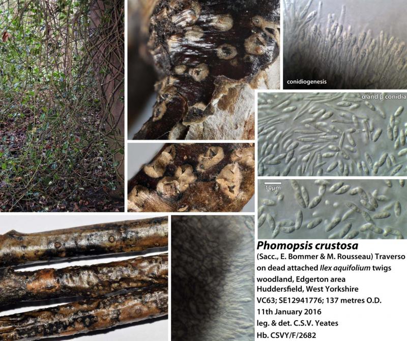 macrostoma