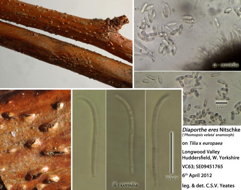 macrostoma