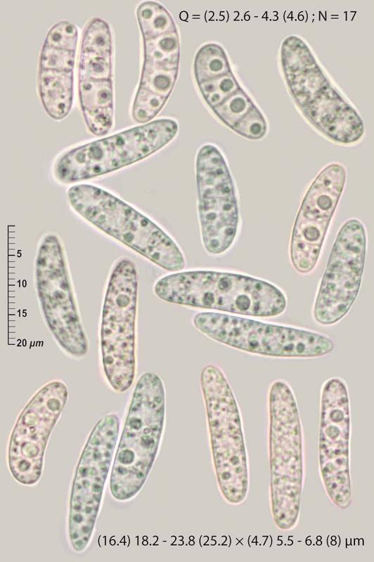 macrostoma